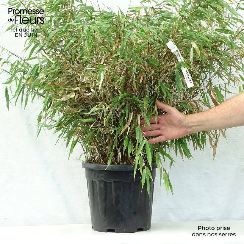 Amostra de Fargesia robusta Wenchuan Vaso de 12 L/15 L tal como entregue no verão