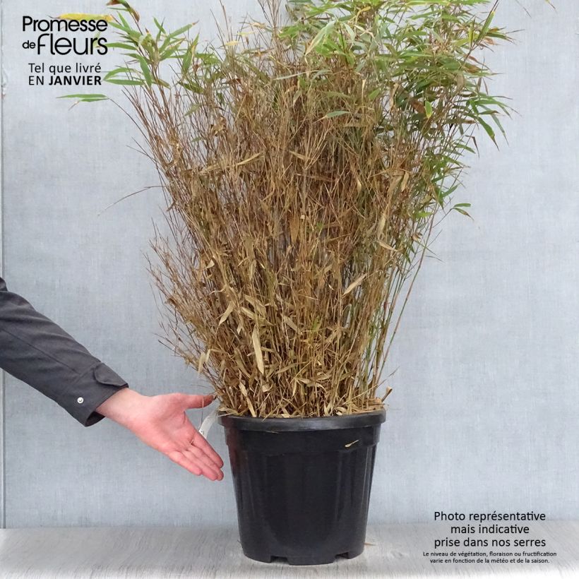 Amostra de Fargesia robusta Wenchuan - Bambou non traçant Vaso de 12 L/15 L tal como entregue no inverno