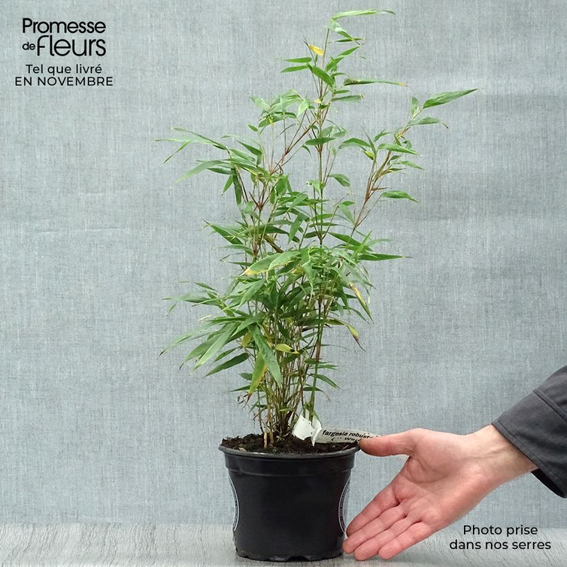 Amostra de Fargesia robusta Wenchuan Vaso de 2 L/3 L tal como entregue no outono