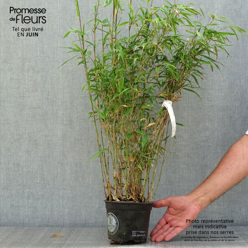 Amostra de Fargesia robusta Wenchuan Vaso de 2 L/3 L tal como entregue no verão