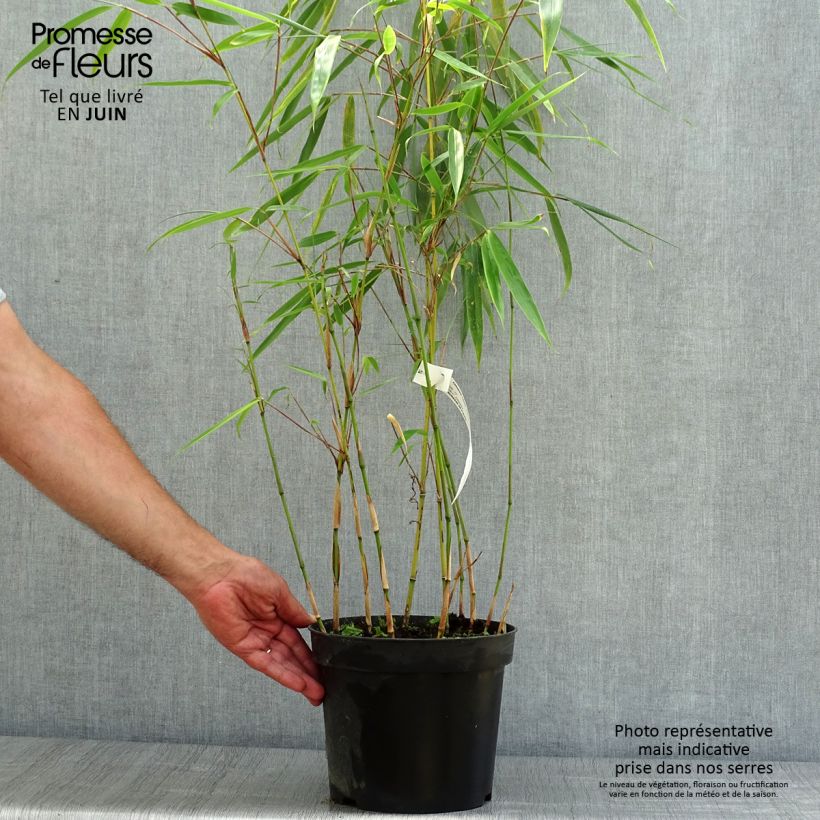 Amostra de Fargesia robusta Wolong Vaso de 4 L/5 L tal como entregue no verão