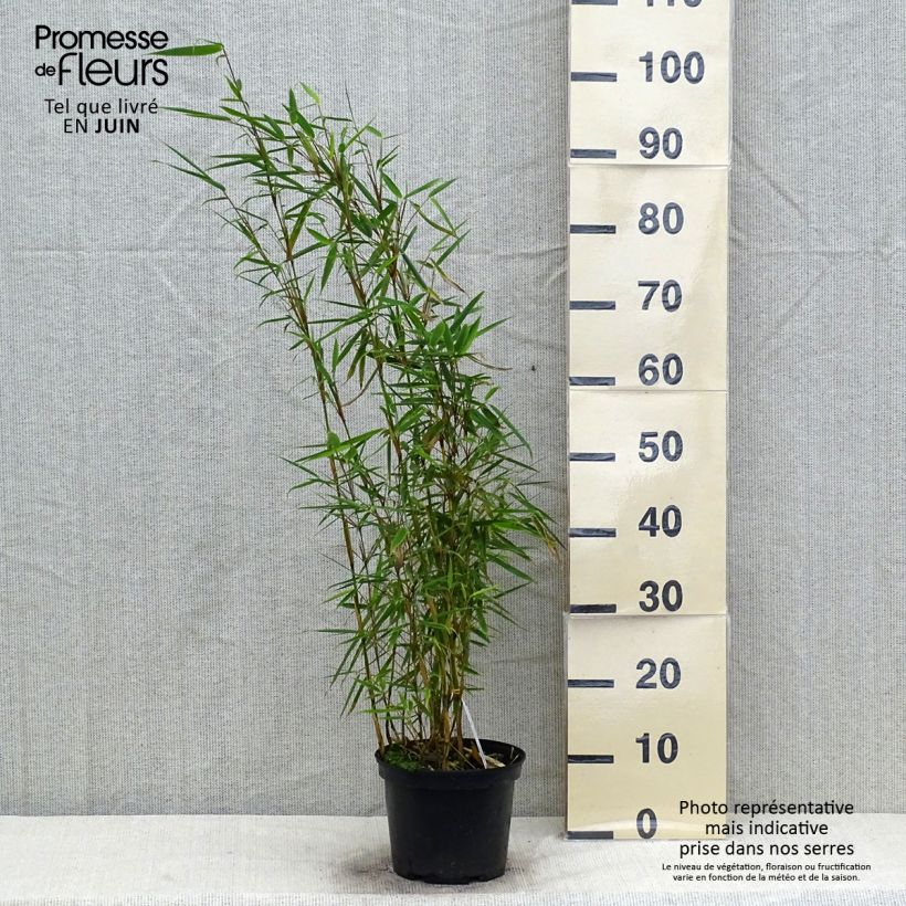 Amostra de Fargesia robusta Vaso de 4 L/5 L tal como entregue no verão