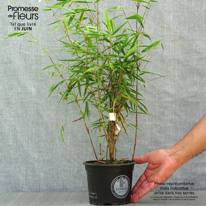 Amostra de Fargesia scabrida Asian Wonder Vaso de 2 L/3 L tal como entregue no verão