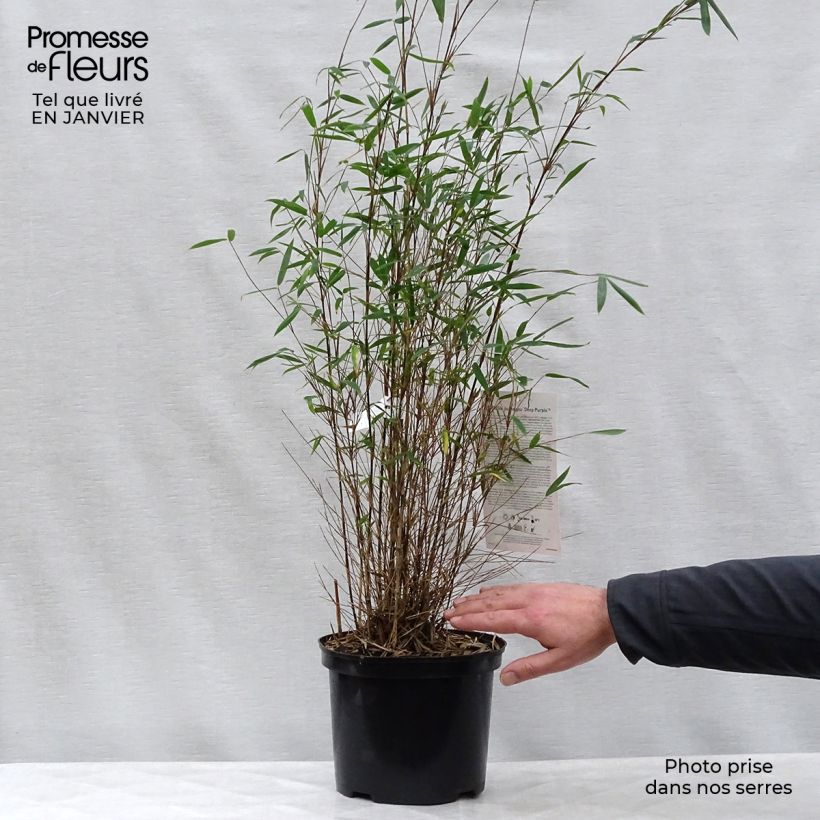 Amostra de Fargesia sp Jiuzhaigou Deep Purple - Bambou non traçant. Vaso de 4 L/5 L tal como entregue no inverno