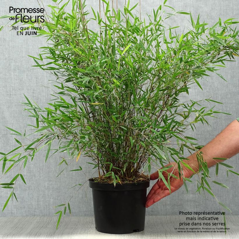Amostra de Fargesia sp Jiuzhaigou Deep Purple Vaso de 4 L/5 L tal como entregue no verão
