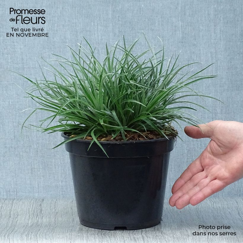 Amostra de Fascicularia bicolor Vaso de 2 L/3 L tal como entregue no outono