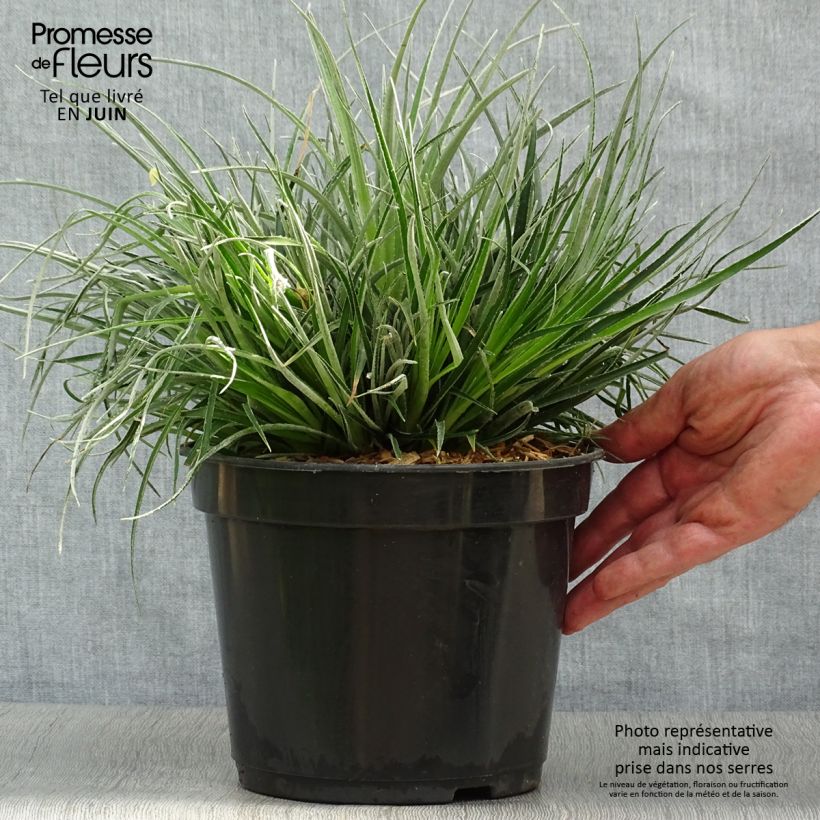 Amostra de Fascicularia bicolor Vaso de 2 L/3 L tal como entregue no verão