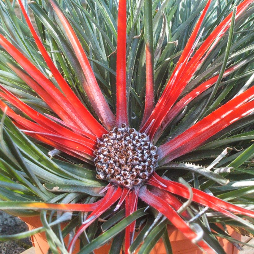 Fascicularia bicolor (Floração)