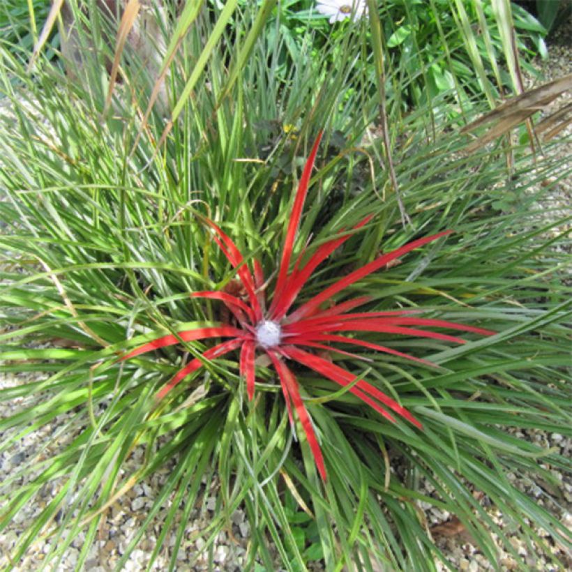 Fascicularia bicolor (Hábito)