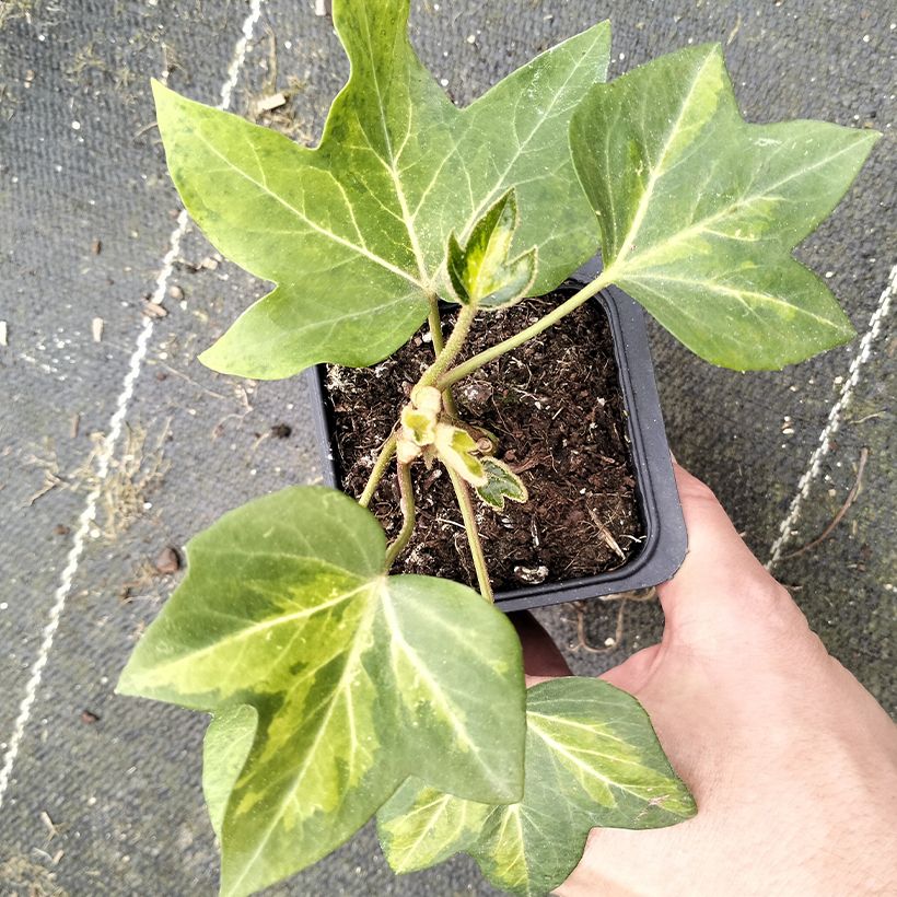 Fatshedera lizei Annemieke (Folhagem)