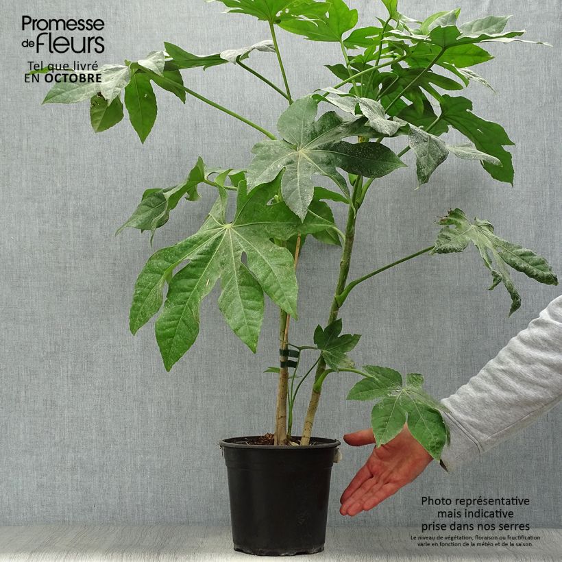 Amostra de Fatsia japonica Vaso de 4 L/5 L tal como entregue no outono