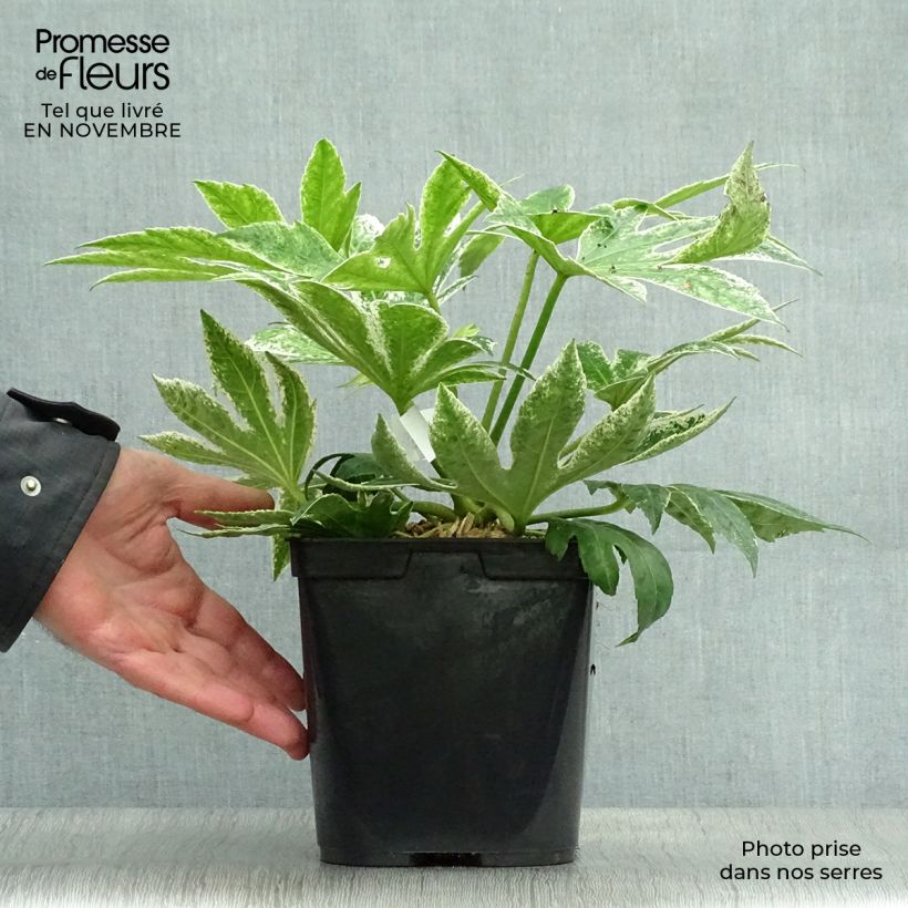 Amostra de Fatsia japonica Spider's Web Vaso de 2 L/3 L tal como entregue no outono