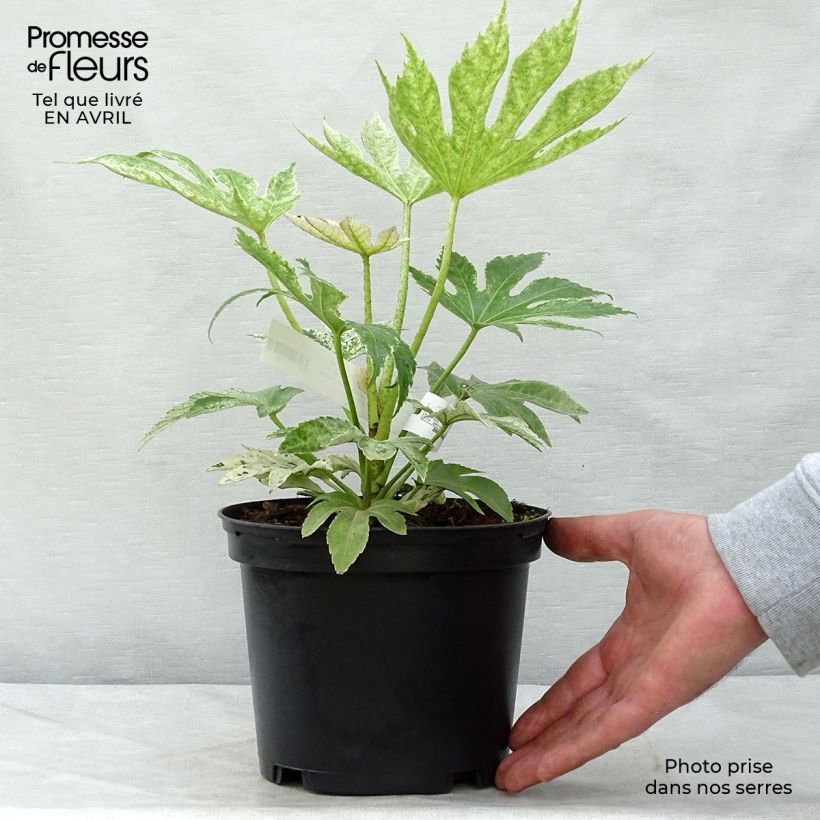 Amostra de Fatsia japonica Spider's Web Vaso de 2 L/3 L tal como entregue na primavera
