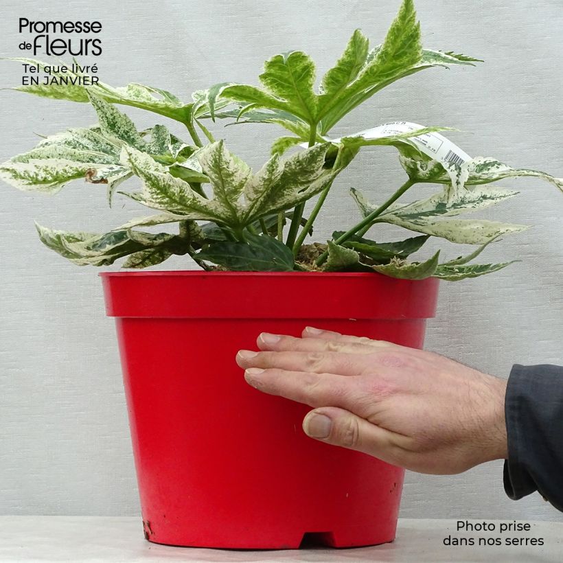 Amostra de Fatsia japonica Spider's Web - Faux-aralia panaché Vaso de 6 L/7 L tal como entregue no inverno