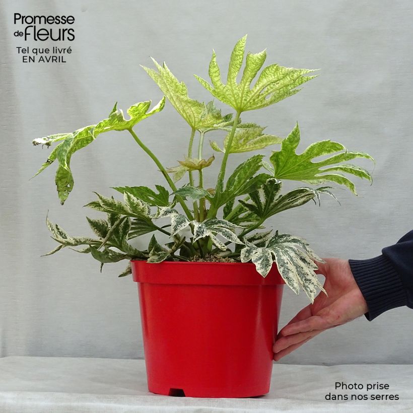 Amostra de Fatsia japonica Spider's Web Vaso de 6 L/7 L tal como entregue na primavera