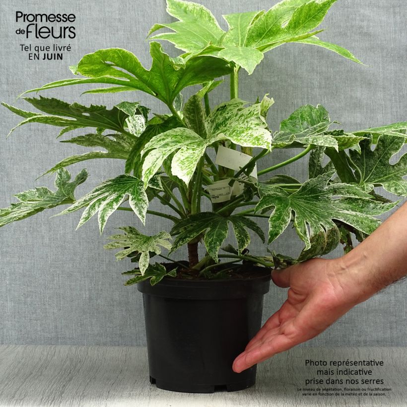 Amostra de Fatsia japonica Spider's Web Vaso de 2 L/3 L tal como entregue no verão