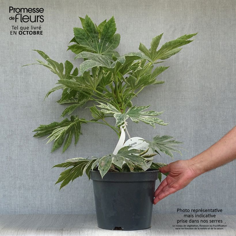 Amostra de Fatsia japonica Spider's Web Vaso de 6 L/7 L tal como entregue no outono