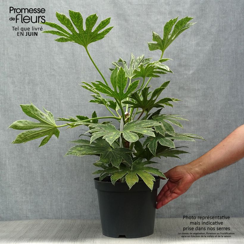 Amostra de Fatsia japonica Spider's Web Vaso de 6 L/7 L tal como entregue no verão
