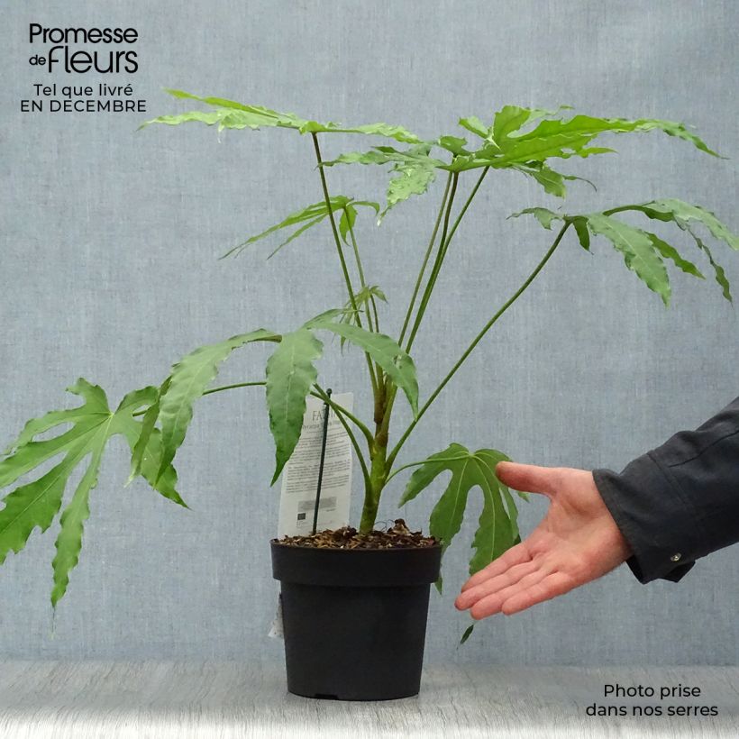 Amostra de Fatsia polycarpa Green Fingers - Fatsia de Taiwan Vaso de 2 L/3 L tal como entregue no inverno