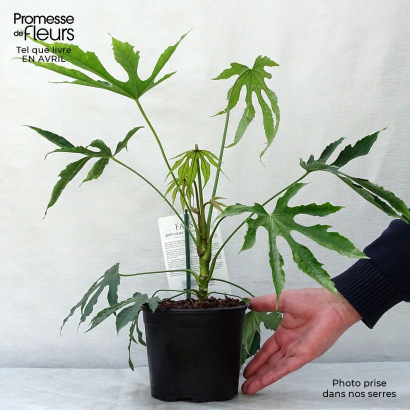 Amostra de Fatsia polycarpa Green Fingers Vaso de 2 L/3 L tal como entregue na primavera