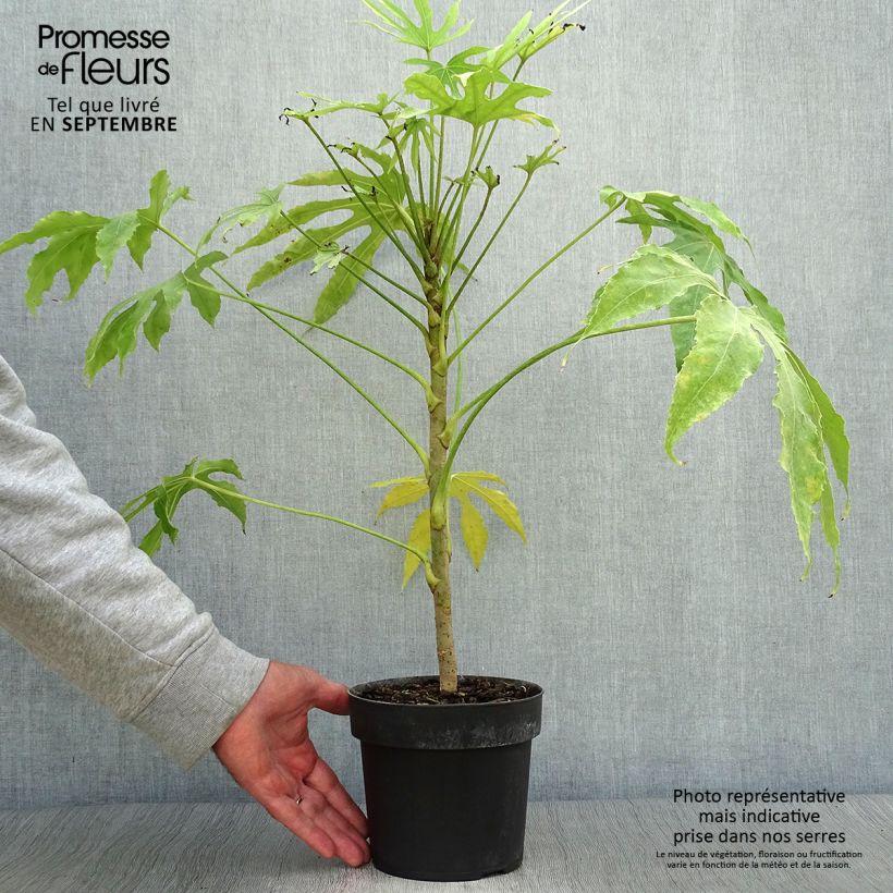 Amostra de Fatsia polycarpa Green Fingers Vaso de 2 L/3 L tal como entregue no outono