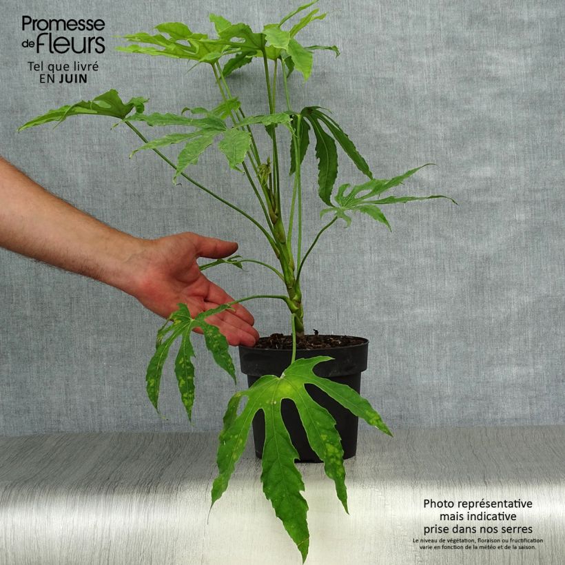Amostra de Fatsia polycarpa Green Fingers Vaso de 2 L/3 L tal como entregue no verão