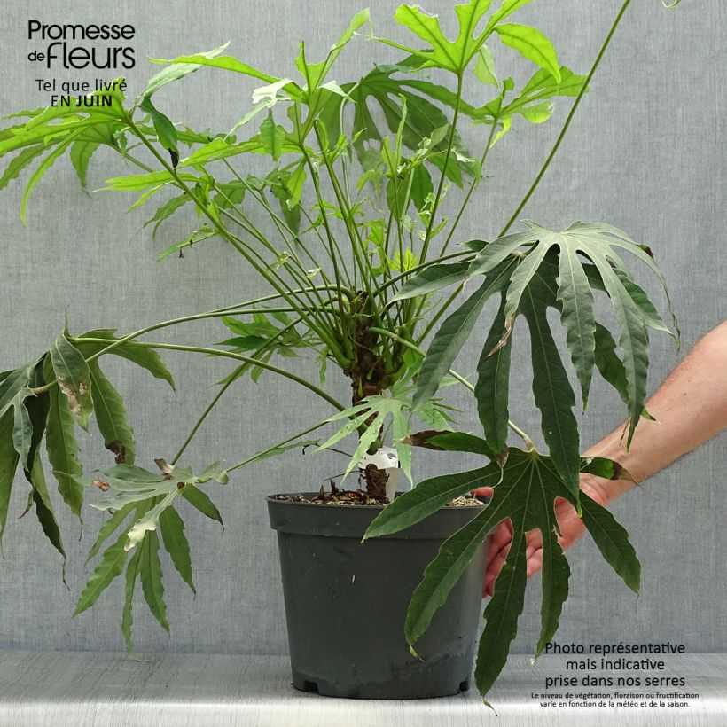 Amostra de Fatsia polycarpa Green Fingers Vaso de 6 L/7 L tal como entregue no verão