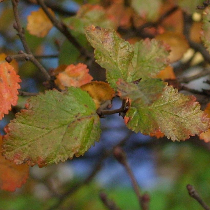 Nothofagus antarctica (Folhagem)