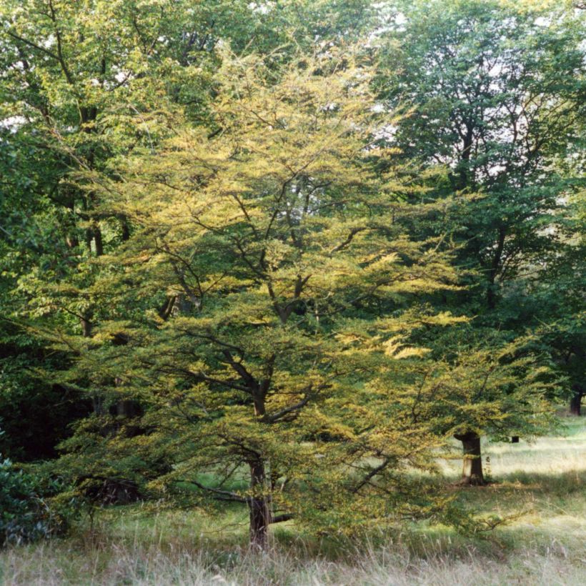 Nothofagus antarctica (Hábito)