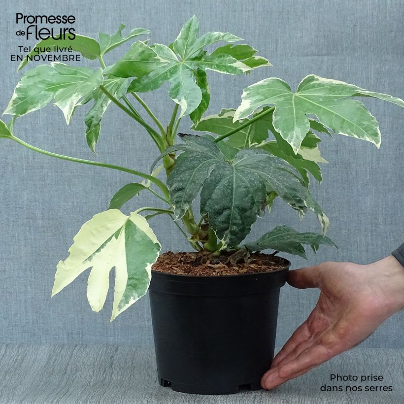 Amostra de Fatsia japonica Variegata Vaso de 3 L/4 L tal como entregue no outono