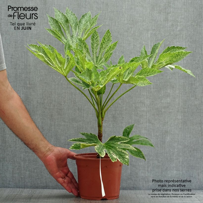 Amostra de Fatsia japonica Variegata Vaso de 3 L/4 L tal como entregue no verão