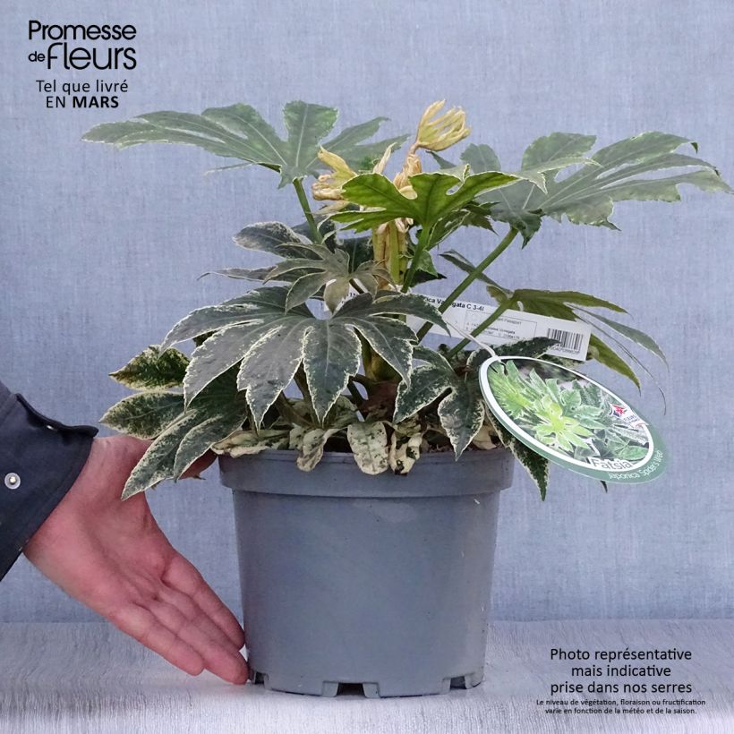 Amostra de Fatsia japonica Variegata Vaso de 3 L/4 L tal como entregue na primavera