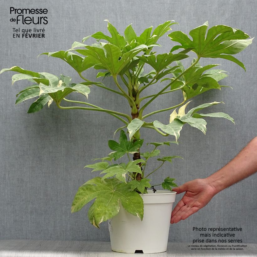 Amostra de Fatsia japonica Variegata Vaso de 6 L/7 L tal como entregue no outono