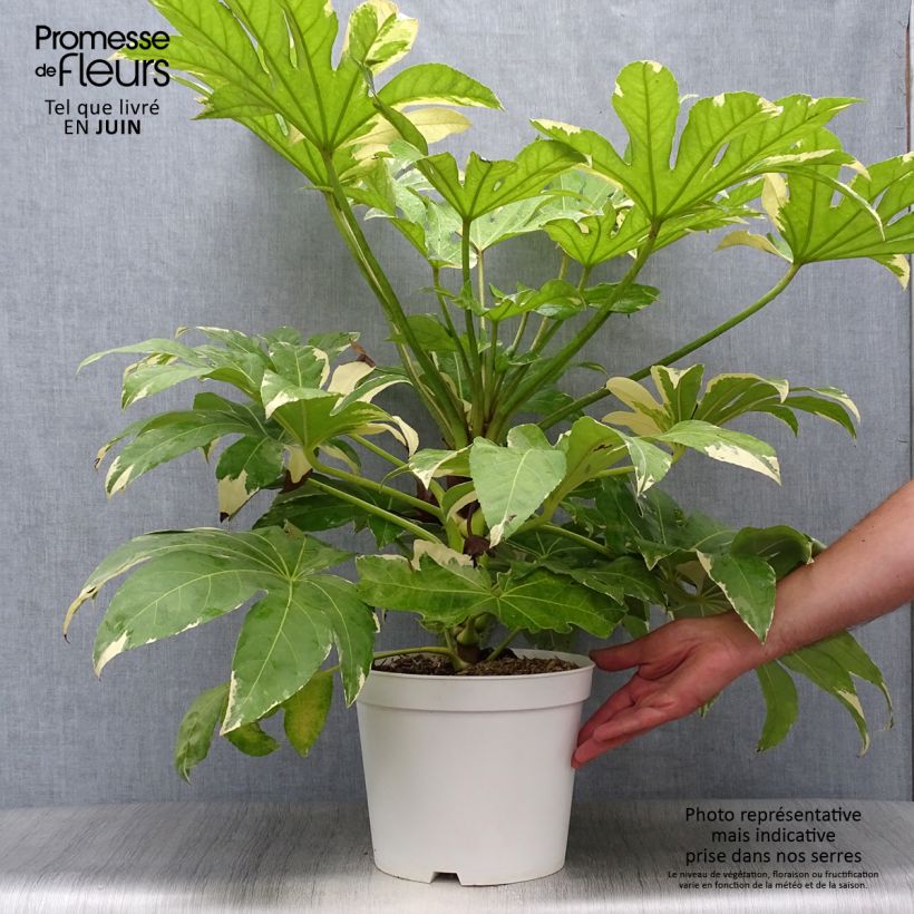 Amostra de Fatsia japonica Variegata Vaso de 6 L/7 L tal como entregue no verão