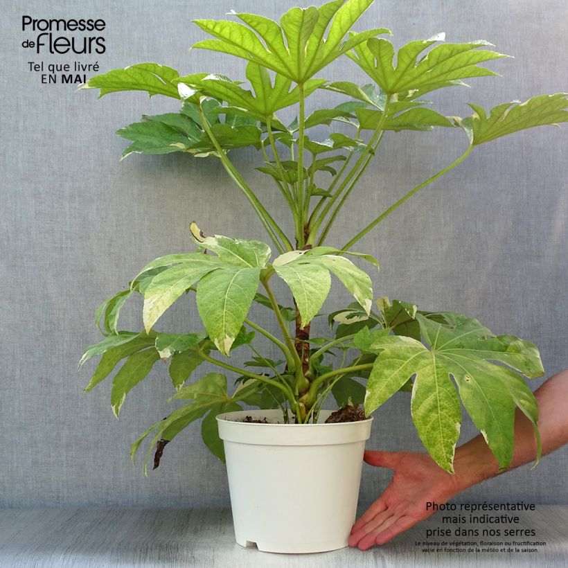 Amostra de Fatsia japonica Variegata Vaso de 6 L/7 L tal como entregue na primavera