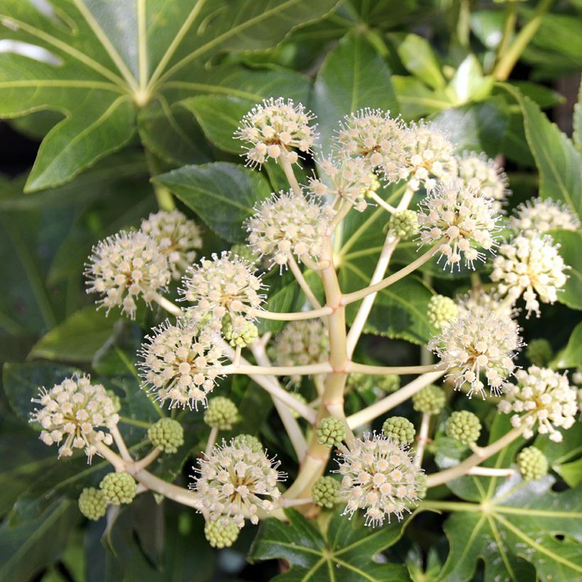Fatsia japonica (Floração)