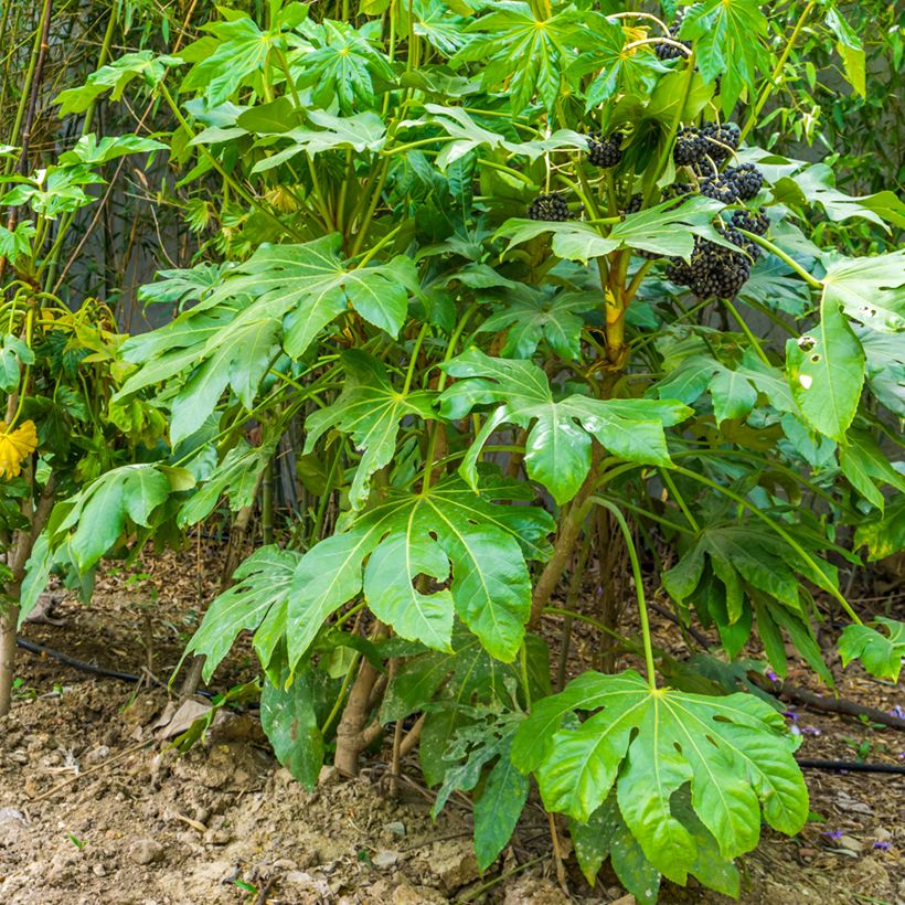 Fatsia japonica (Hábito)
