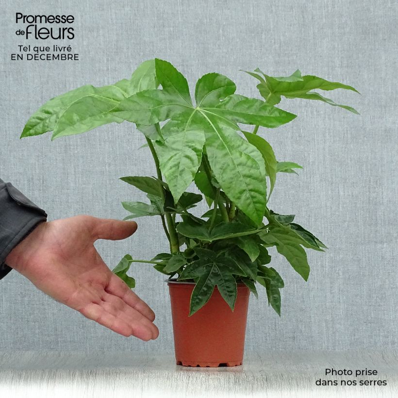 Amostra de Fatsia japonica Vaso de 8/9 cm tal como entregue no inverno