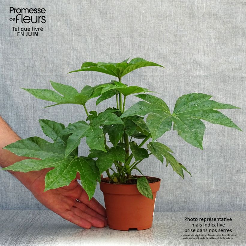 Amostra de Fatsia japonica Vaso de 8/9 cm tal como entregue no verão