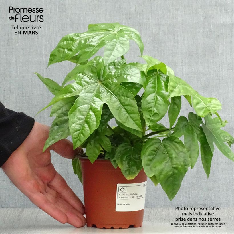 Amostra de Fatsia japonica Vaso de 8/9 cm tal como entregue na primavera