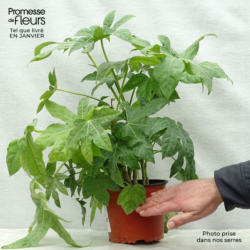 Amostra de Fatsia japonica Vaso de 2 L/3 L tal como entregue no inverno