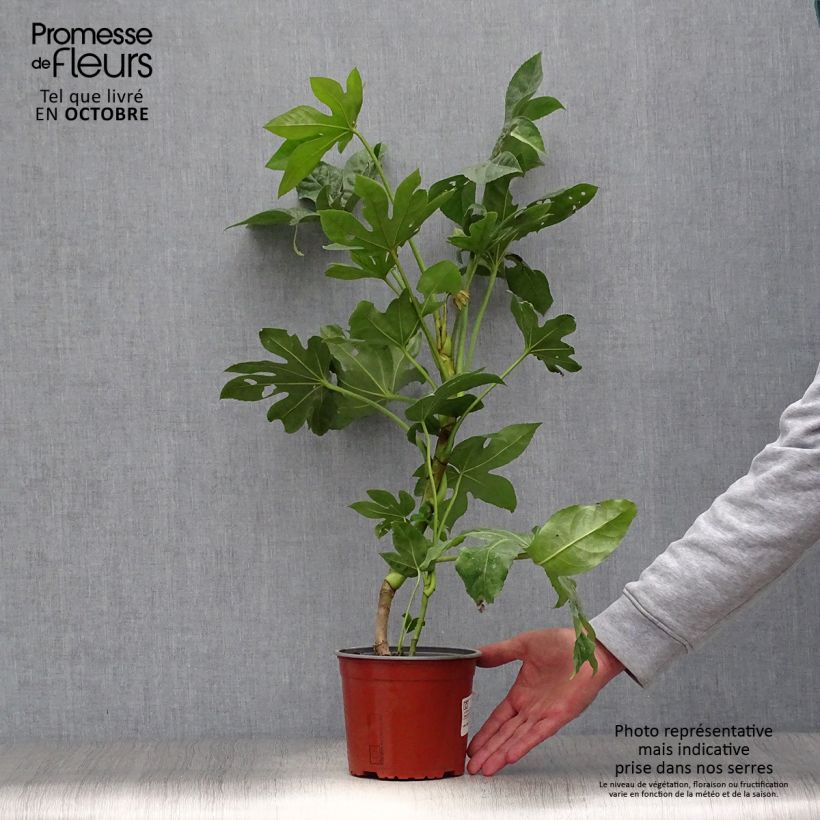 Amostra de Fatsia japonica Vaso de 2 L/3 L tal como entregue no outono