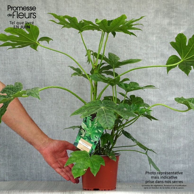 Amostra de Fatsia japonica Vaso de 2 L/3 L tal como entregue no verão