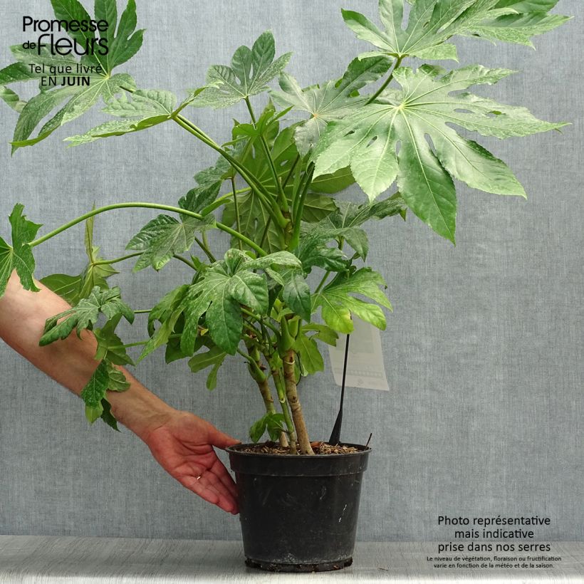Amostra de Fatsia japonica Vaso de 4 L/5 L tal como entregue no verão