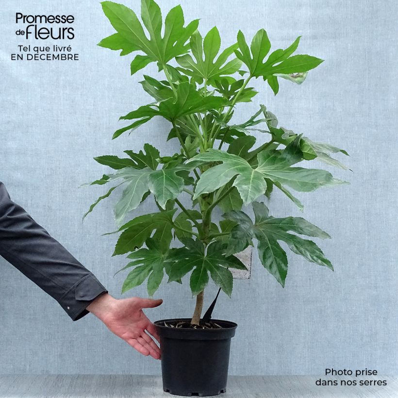 Amostra de Fatsia japonica Vaso de 4 L/5 L tal como entregue no inverno