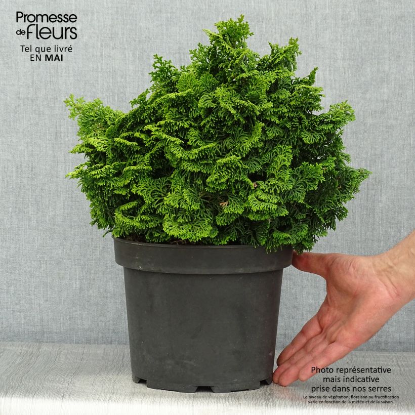 Amostra de Chamaecyparis obtusa Kosteri Vaso de 4 L/5 L tal como entregue na primavera