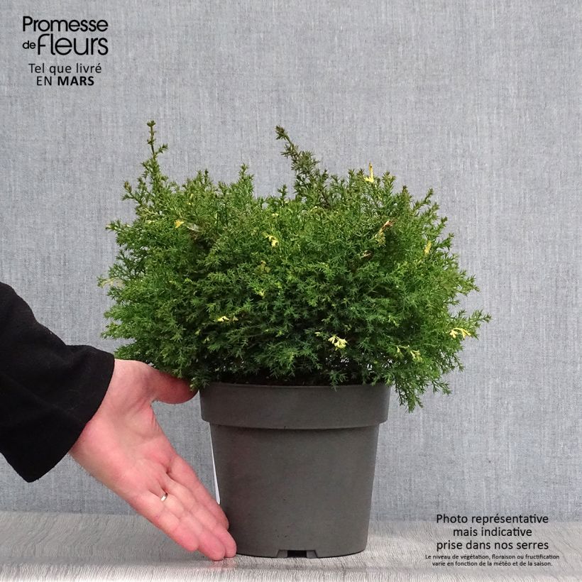 Amostra de Chamaecyparis obtusa Saffron Spray Vaso de 2 L/3 L tal como entregue na primavera