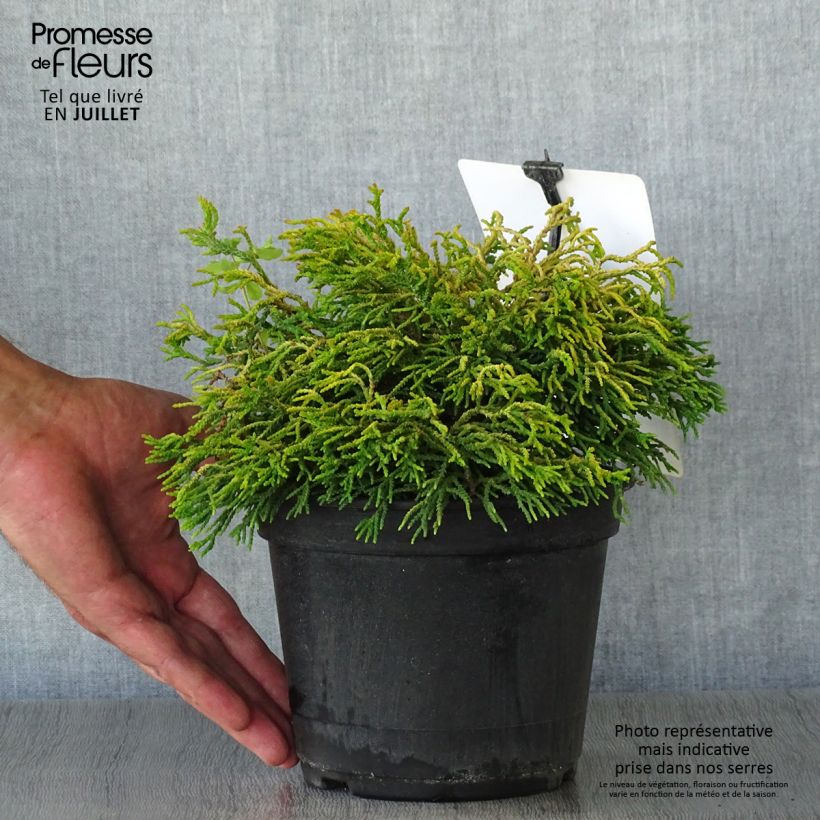 Amostra de Chamaecyparis obtusa Tsatsumi Gold Vaso de 2 L/3 L tal como entregue no verão