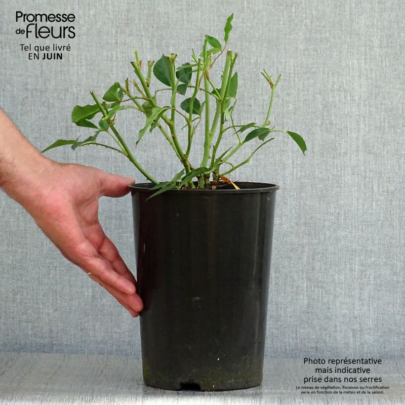 Amostra de Roseira floribunda Iceberg Vaso de 4 L/5 L tal como entregue no verão