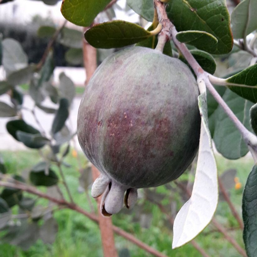 Feijoa / Goiaba-serrana Apollo - Goiabeira do Brasil (Colheita)